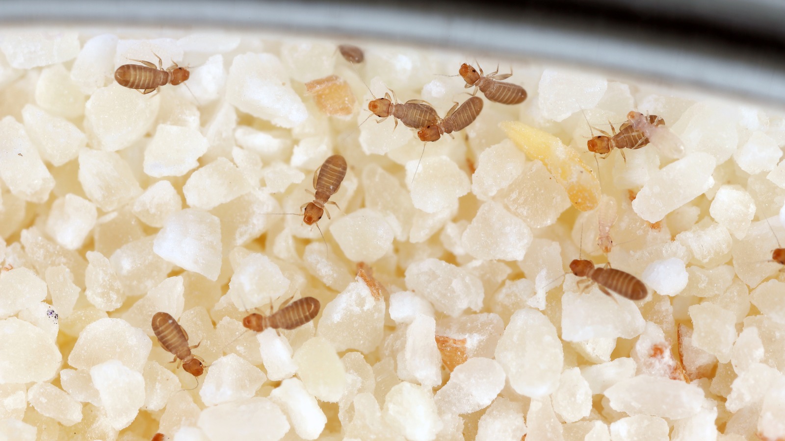 This Is The Secret Weapon You Need To End Your Pesky Booklice Problem