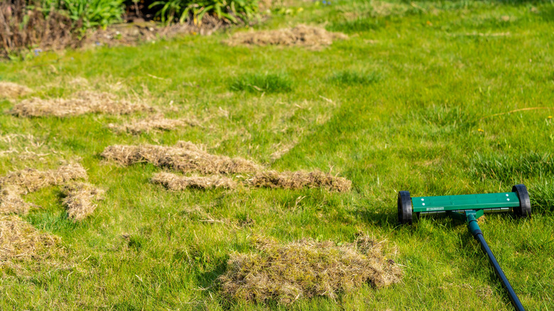 Dethatched lawn