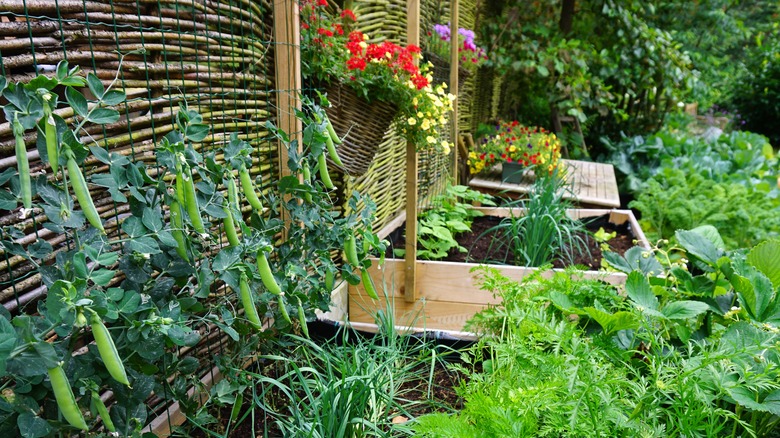 backyard garden in boxes