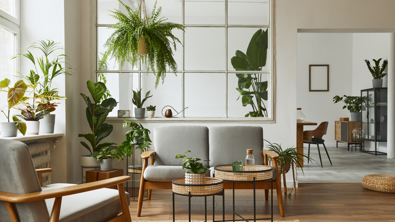 mid century modern room filled with plants