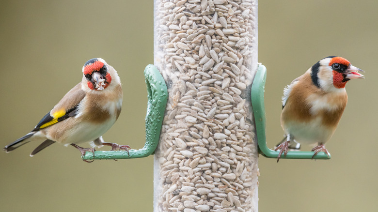 Songbirds eating sunflower seeds