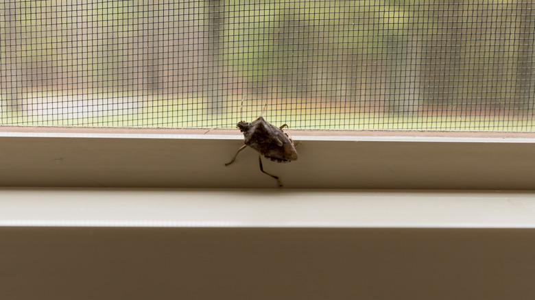 stink bug crawling on windowsill