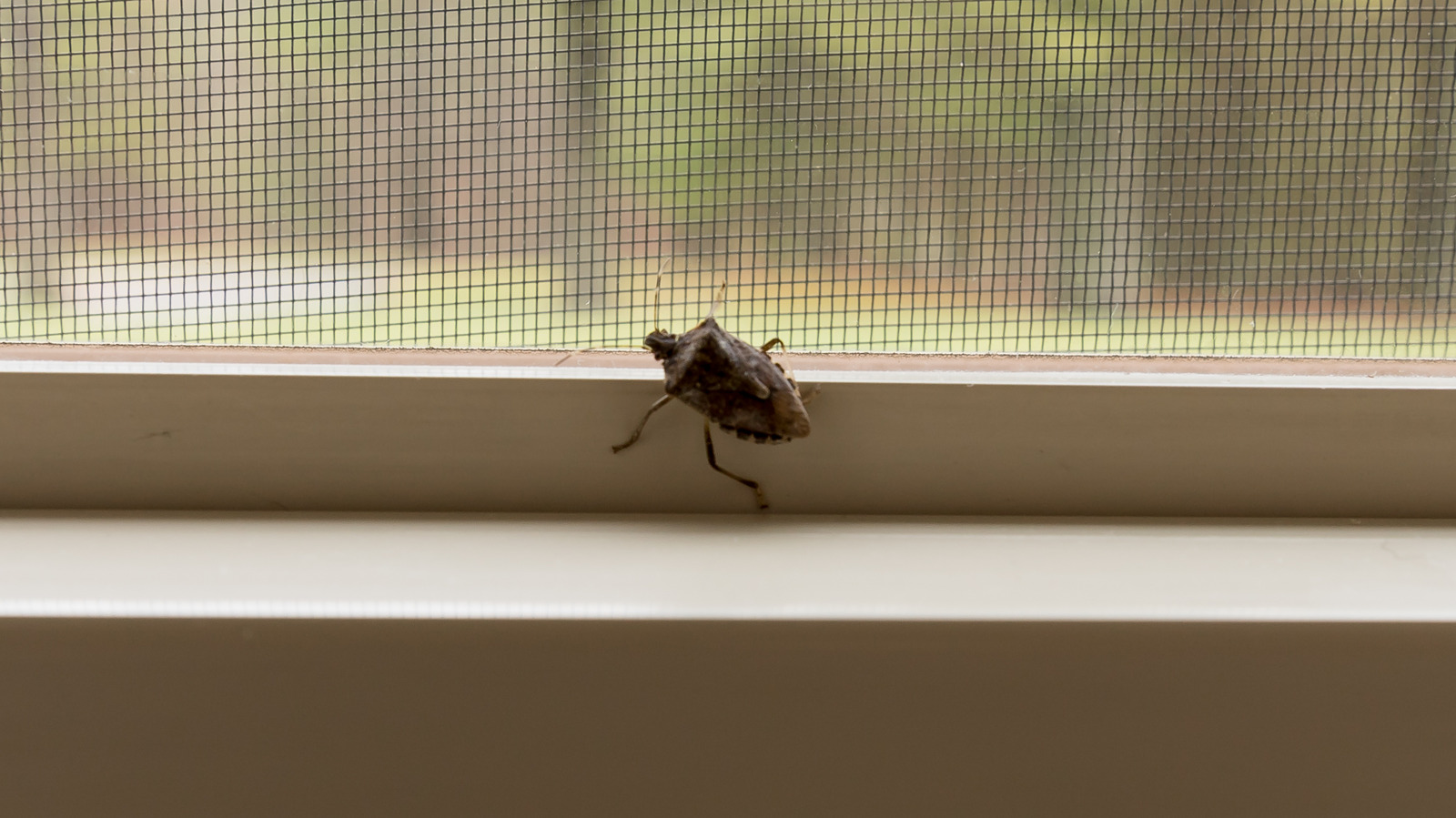 This Is What's Really Attracting Pesky Stink Bugs To Your Home