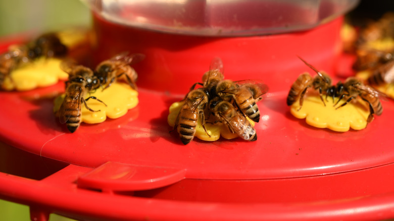 bees on a hummingbird feeder