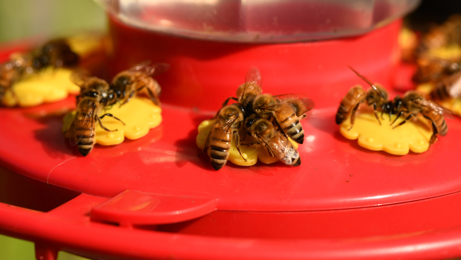 this-is-why-bees-and-wasps-won-t-leave-your-hummingbird-feeder-alone