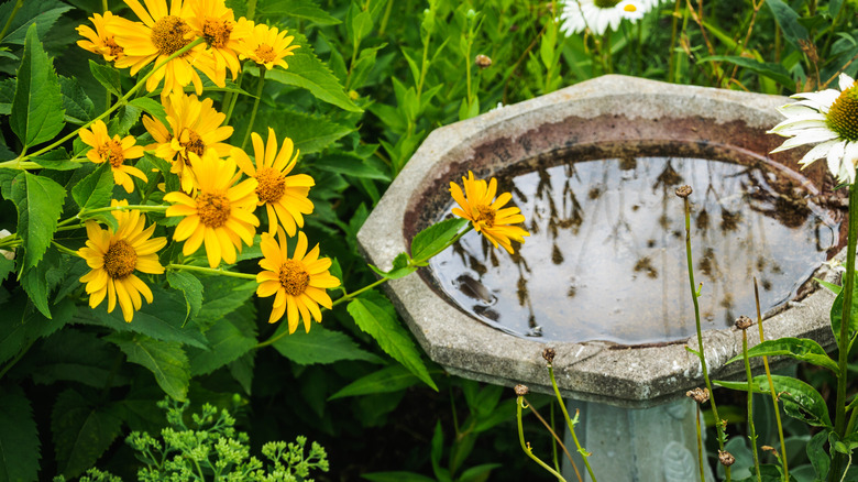 An empty birdbath 