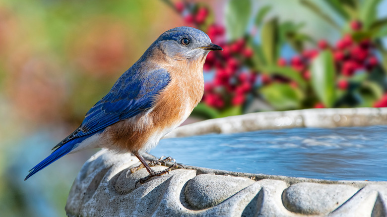 A bird perched on a birdbath 