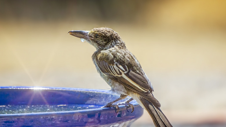 Bird perched on a birdbath 
