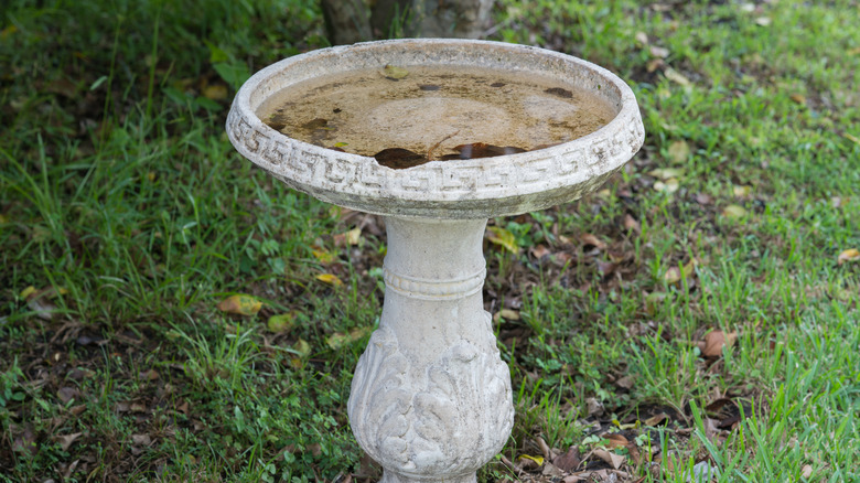Birdbath with dirty water 