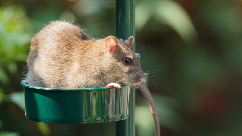 Brown rat in bird feeder