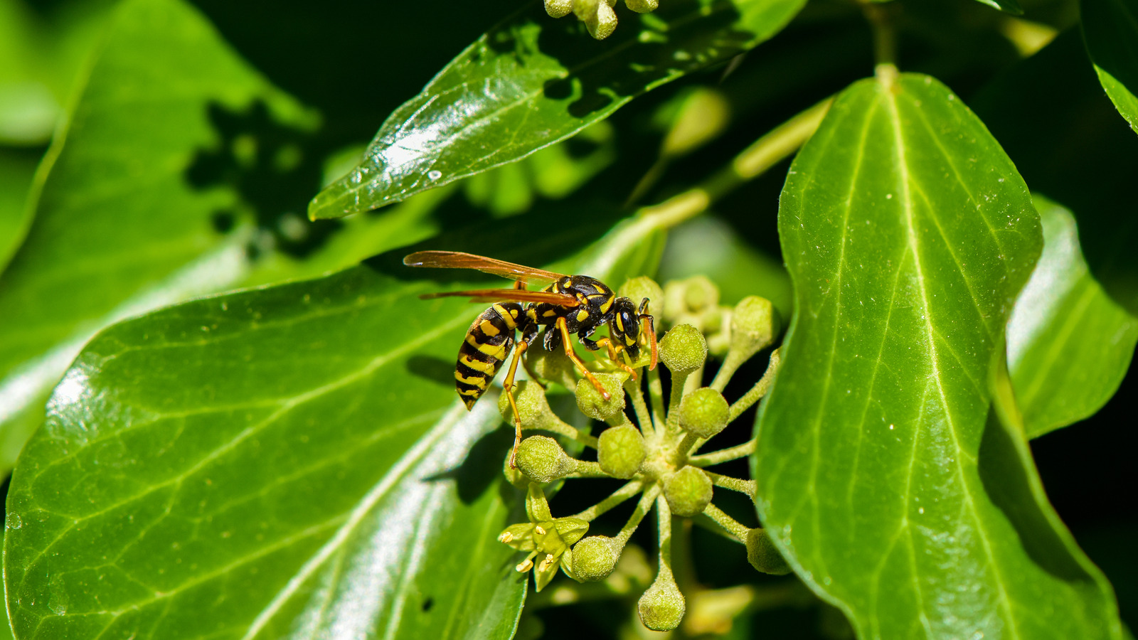 This Is Why Yellowjackets Are So Attracted To Your Yard