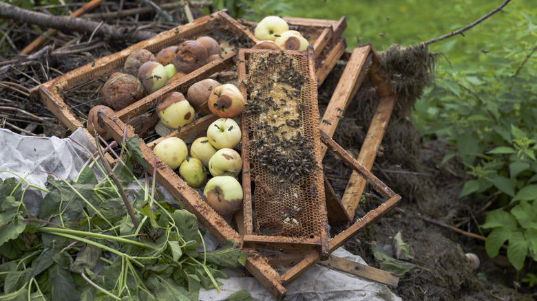 Bees on compost pile