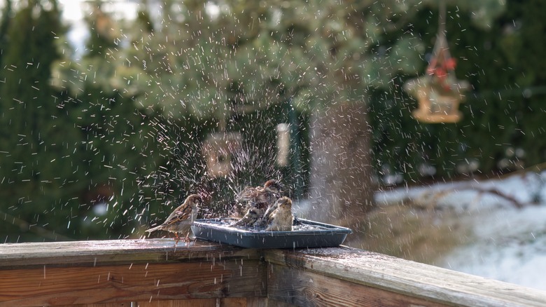 Water is important in winter for birds for both bathing and drinking.