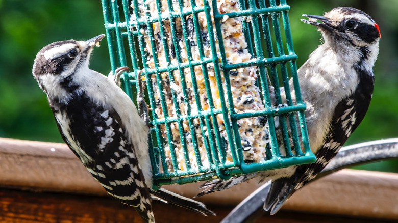 Woodpeckers enjoy suet in winter.