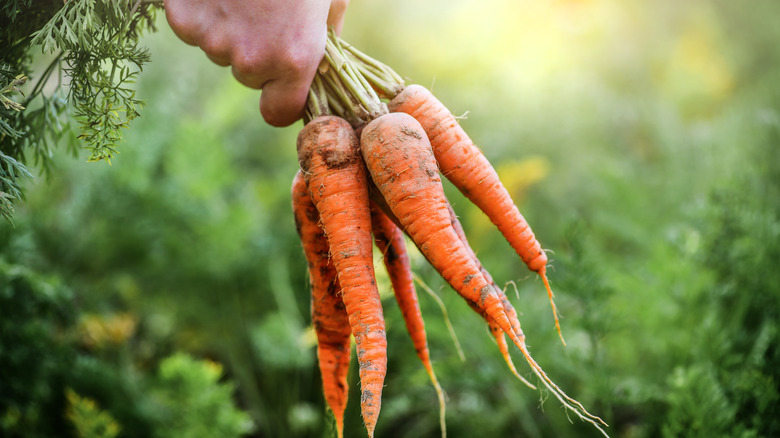Hand holding fresh picked carrots 