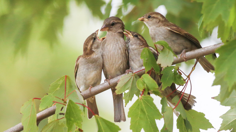 adult sparrow feeding its chicks