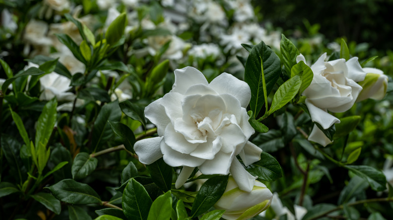White gardenia blossom