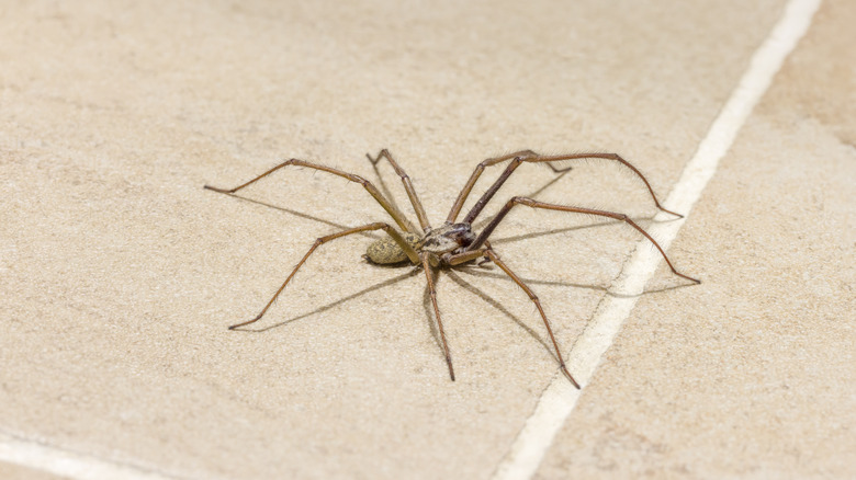 Spider on floor
