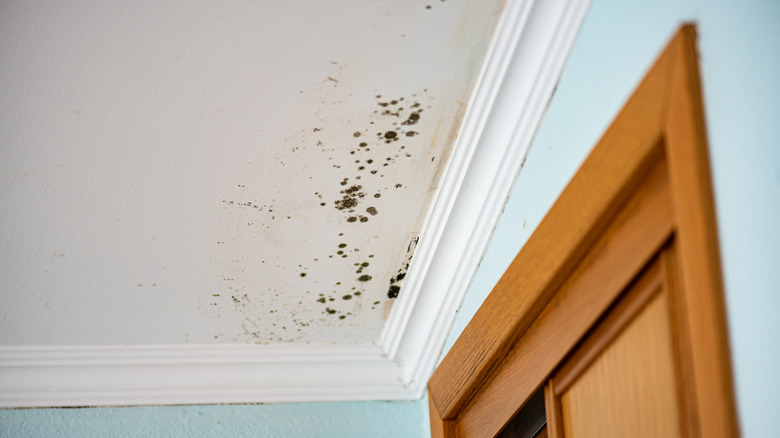 Mold on ceiling in home