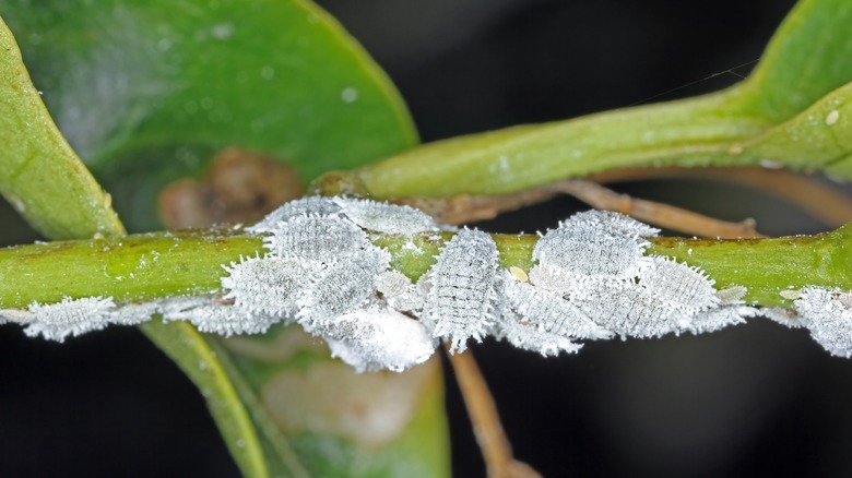 Mealybugs on plant stem