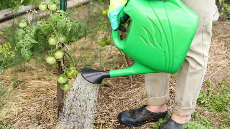 A gardener with a green watering can treating the soil beneath a fruiting tomato plants