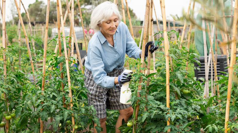 A gardener with a spray bottle tending to healthy tomato plants