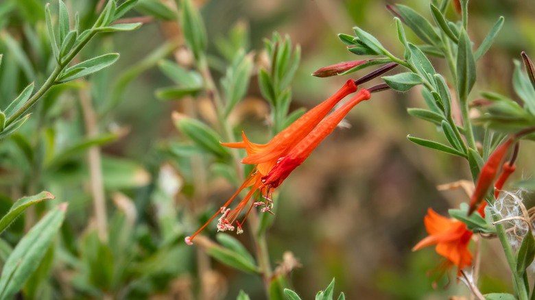 closeup on California fuchsia bloom