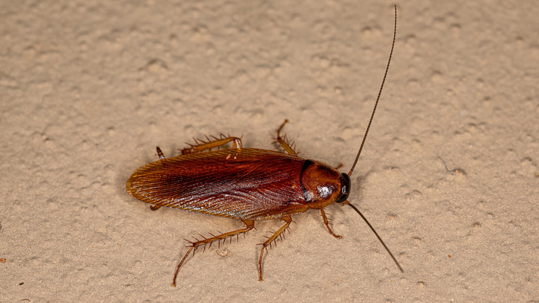 Florida woods cockroach on wall