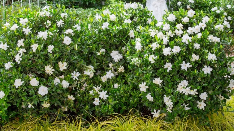 Jubilation gardenia shrubs with white blooms.