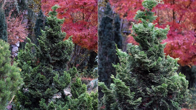 Hinoki cypress tree