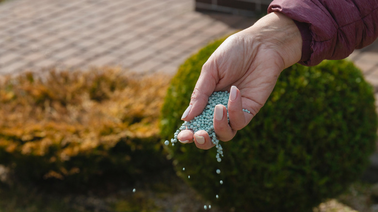 Hand spraying fertilizers in garden