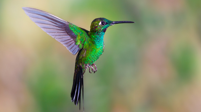 hummingbird with green feathers
