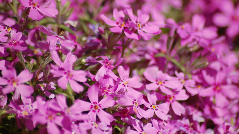 Mat of blooming pink Prairie phlox