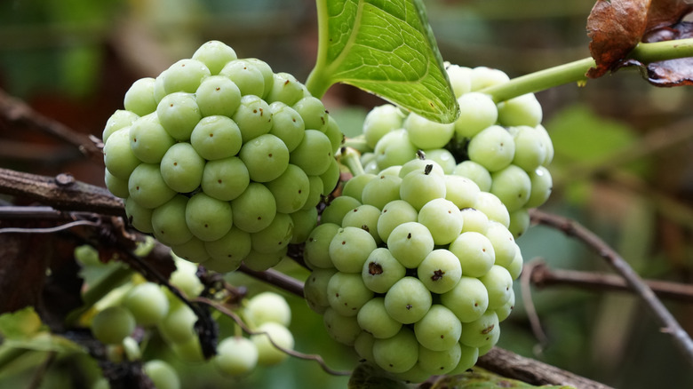 carrion flower vine berries