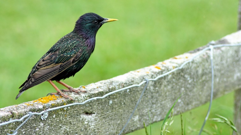 bird on a fence