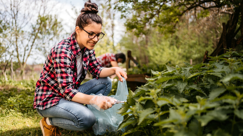 Woman in red plaid shirt and jeans clipping branches and holding lawn waste in a bag