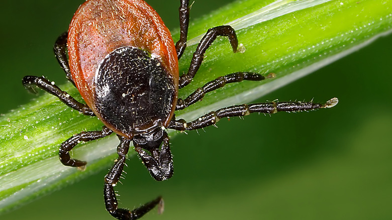 Black legged tick with one extended leg on a blade of grass