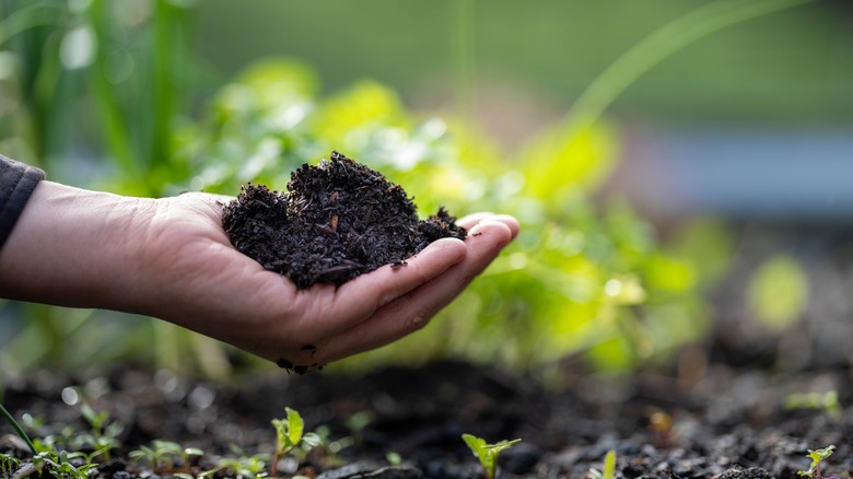 hand holding healthy soil garden