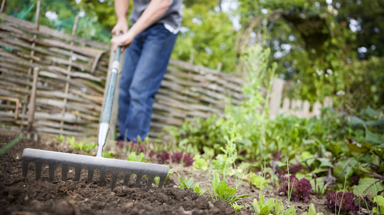 person tills garden soil