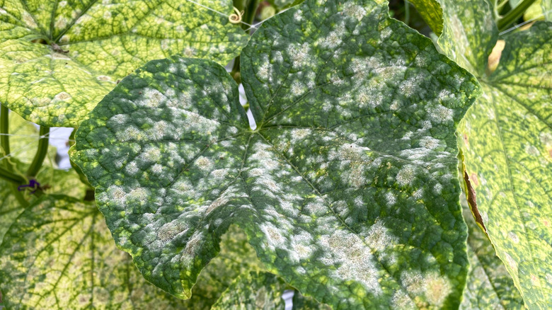 Powdery mildew on cucumber plant foliage