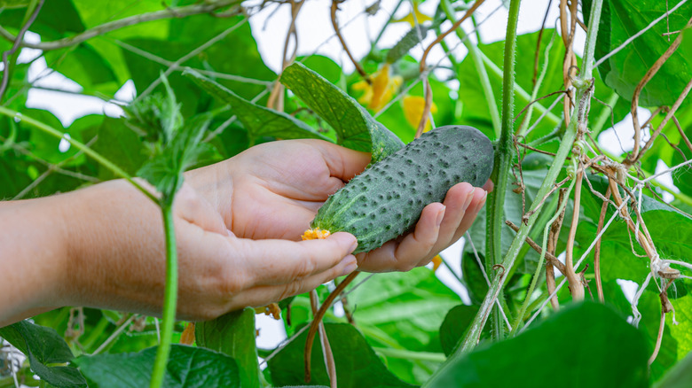 Hands holding a cucumber on a plant