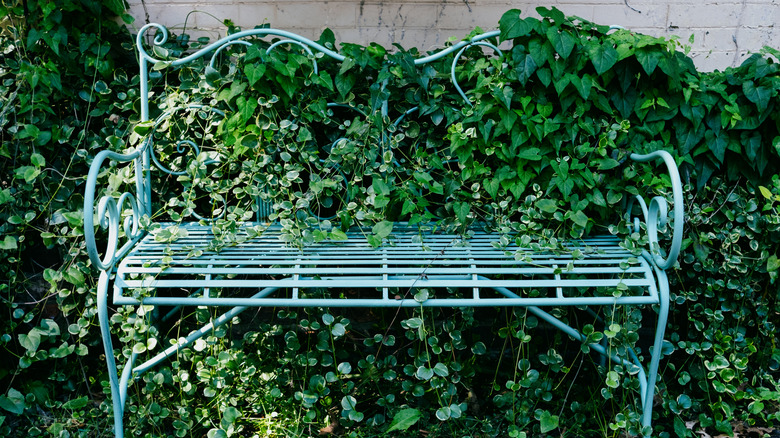 An outdoor metal bench painted blue and covered inn greenery