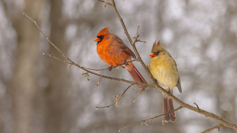 Two northern cardinals perched on a branch