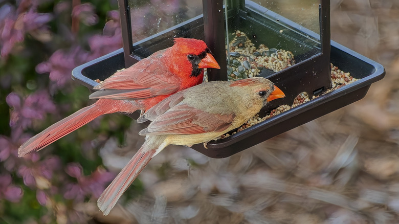 Pair of cardinals at a bird feeder