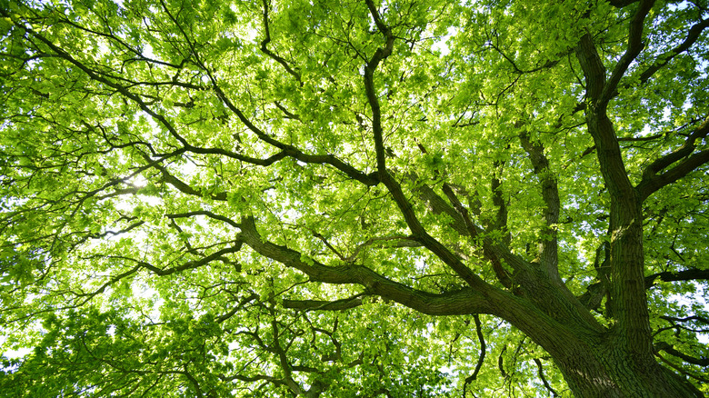 The leafy canopy of a mature oak tree is seen from below