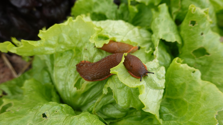 Leafy green plant swarmed with slugs in a garden in natural light