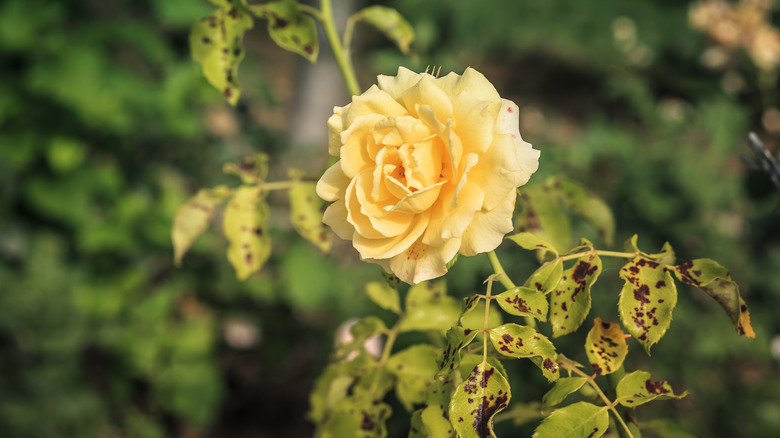 rose bush with black spot