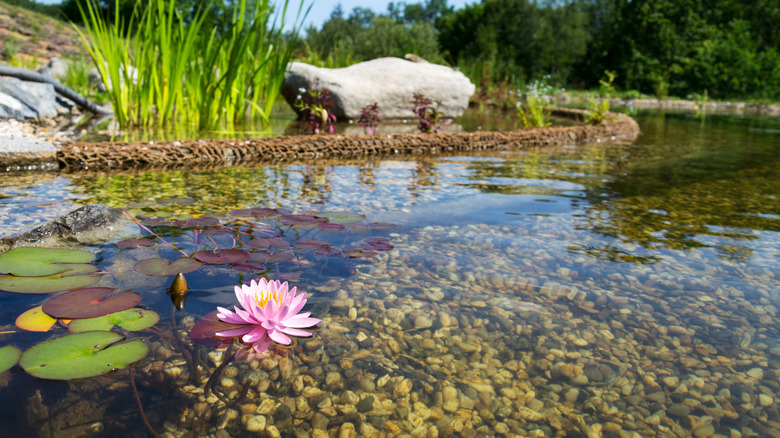 A natural organic swimming pool with a water lily growing in it