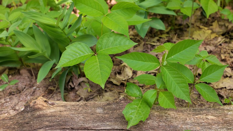 group of poison ivy plants