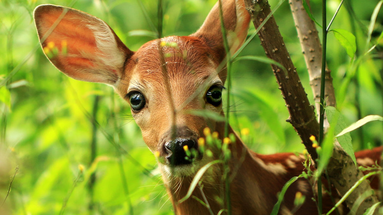 cute deer looking through foliage